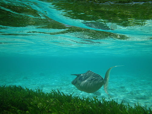 Humpback unicornfish